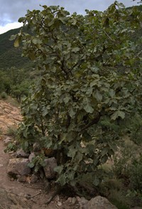 Quercus resinosa