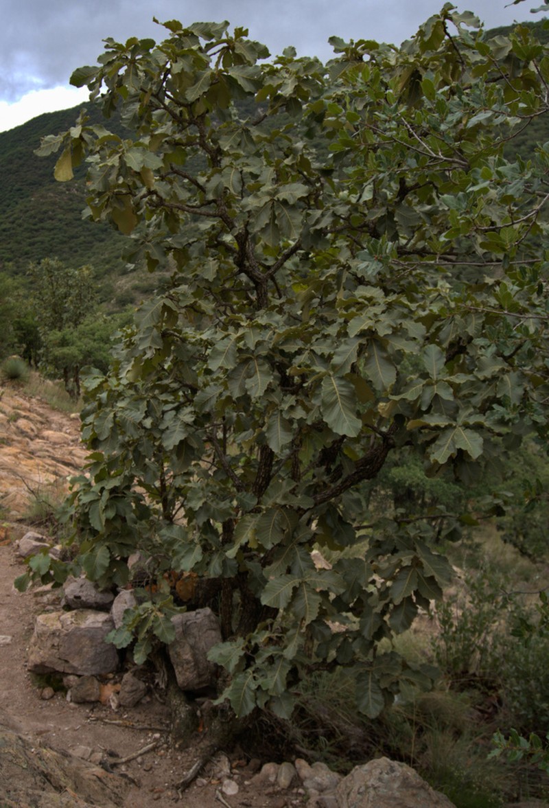 Quercus resinosa