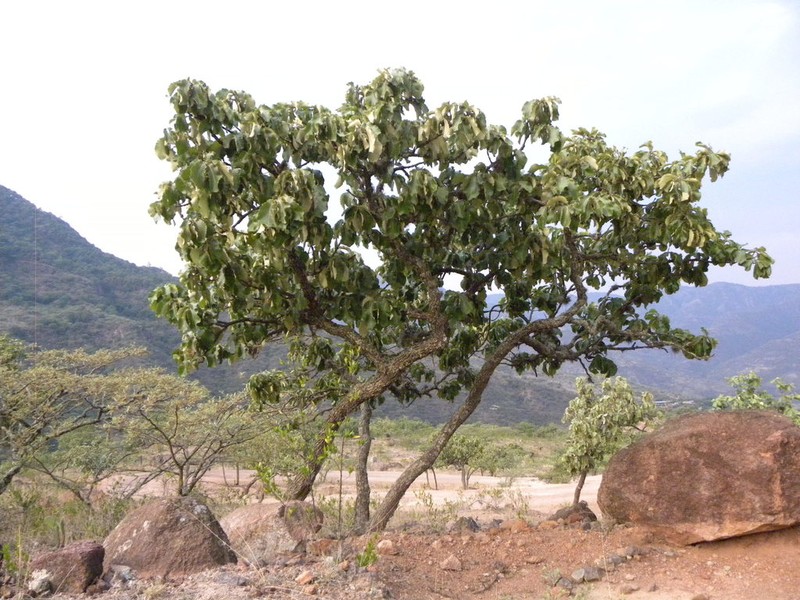 Quercus resinosa photo 2