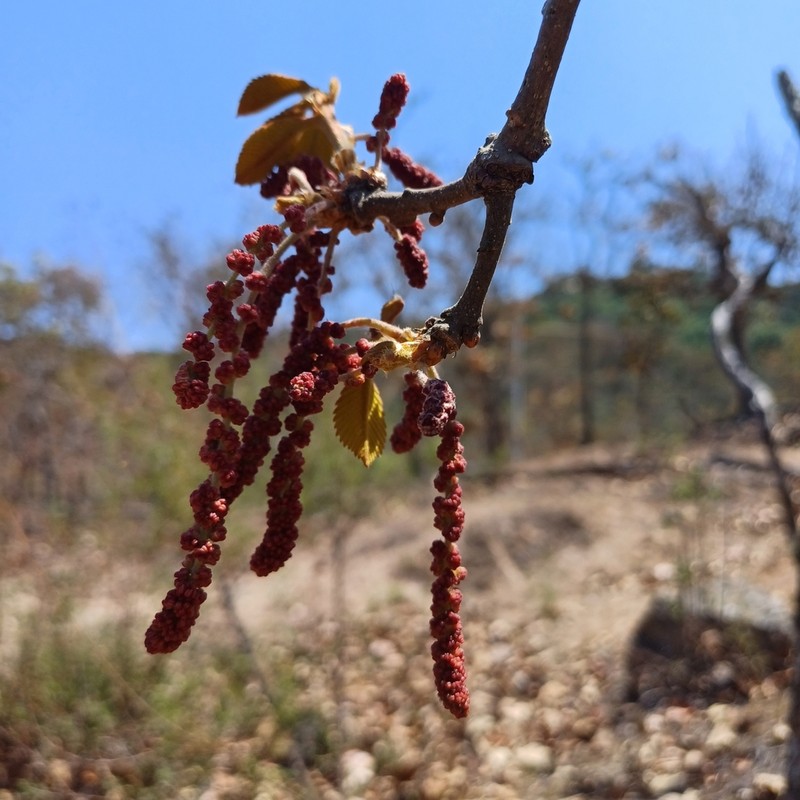 Quercus resinosa photo 3