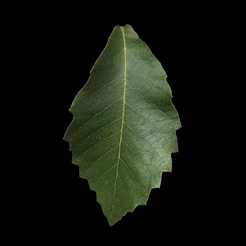 Quercus resinosa photo 4