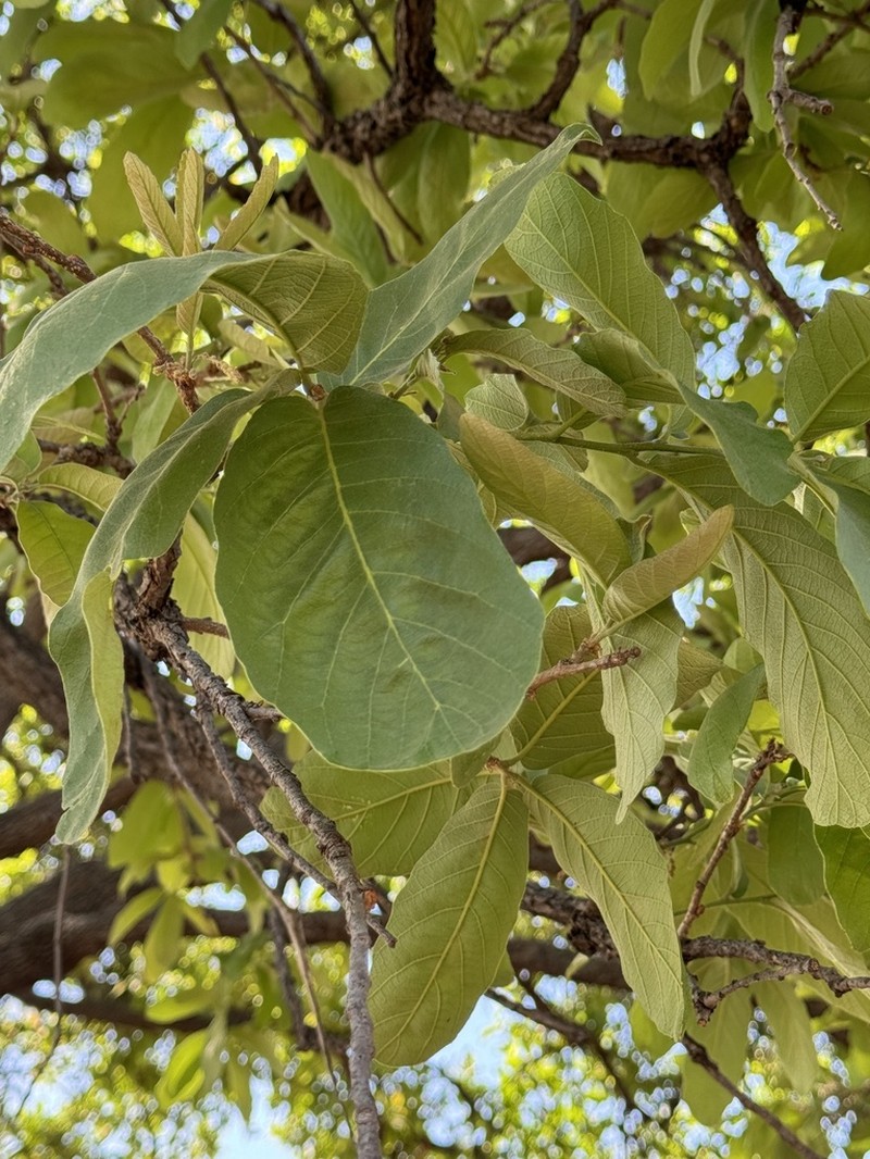 Quercus resinosa photo 5