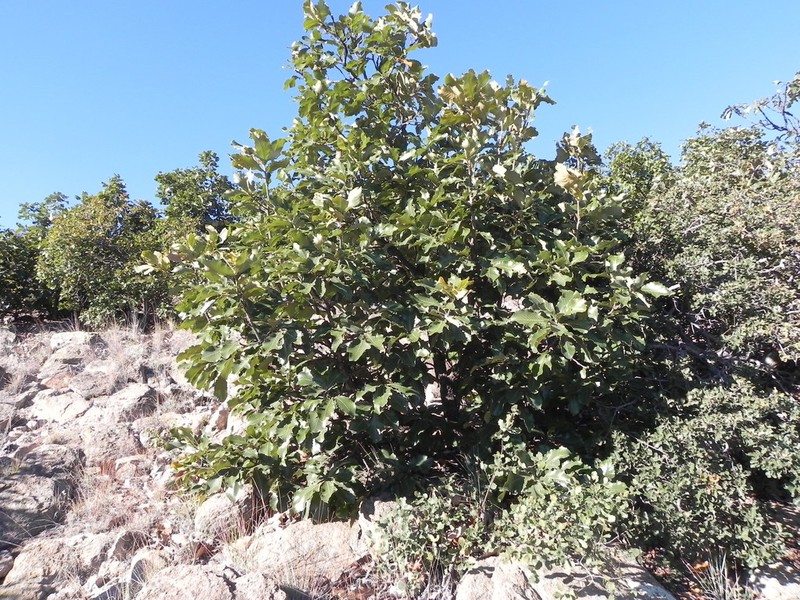 Quercus resinosa photo 6