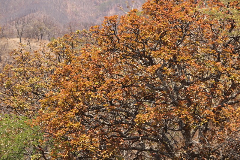 Quercus resinosa photo 7