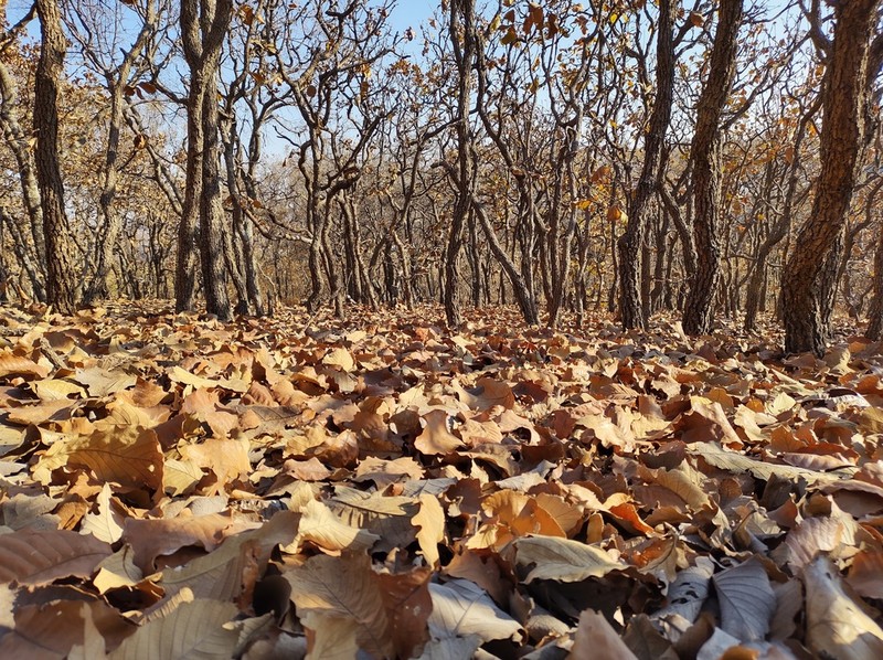 Quercus resinosa photo 8