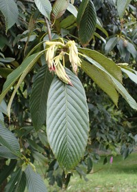 Quercus rex