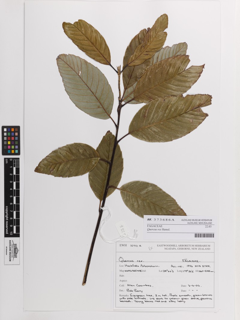 Quercus rex photo 3