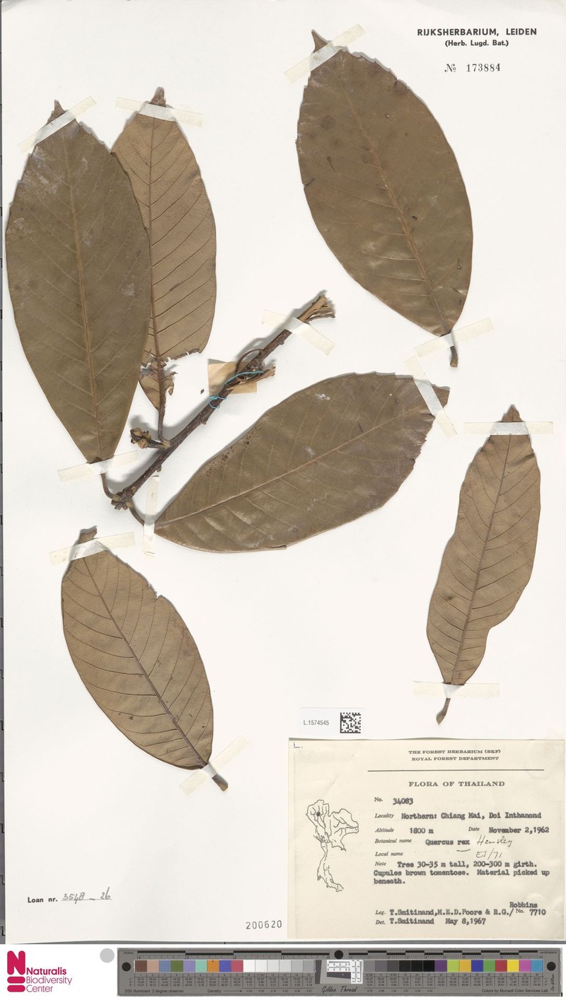 Quercus rex photo 4