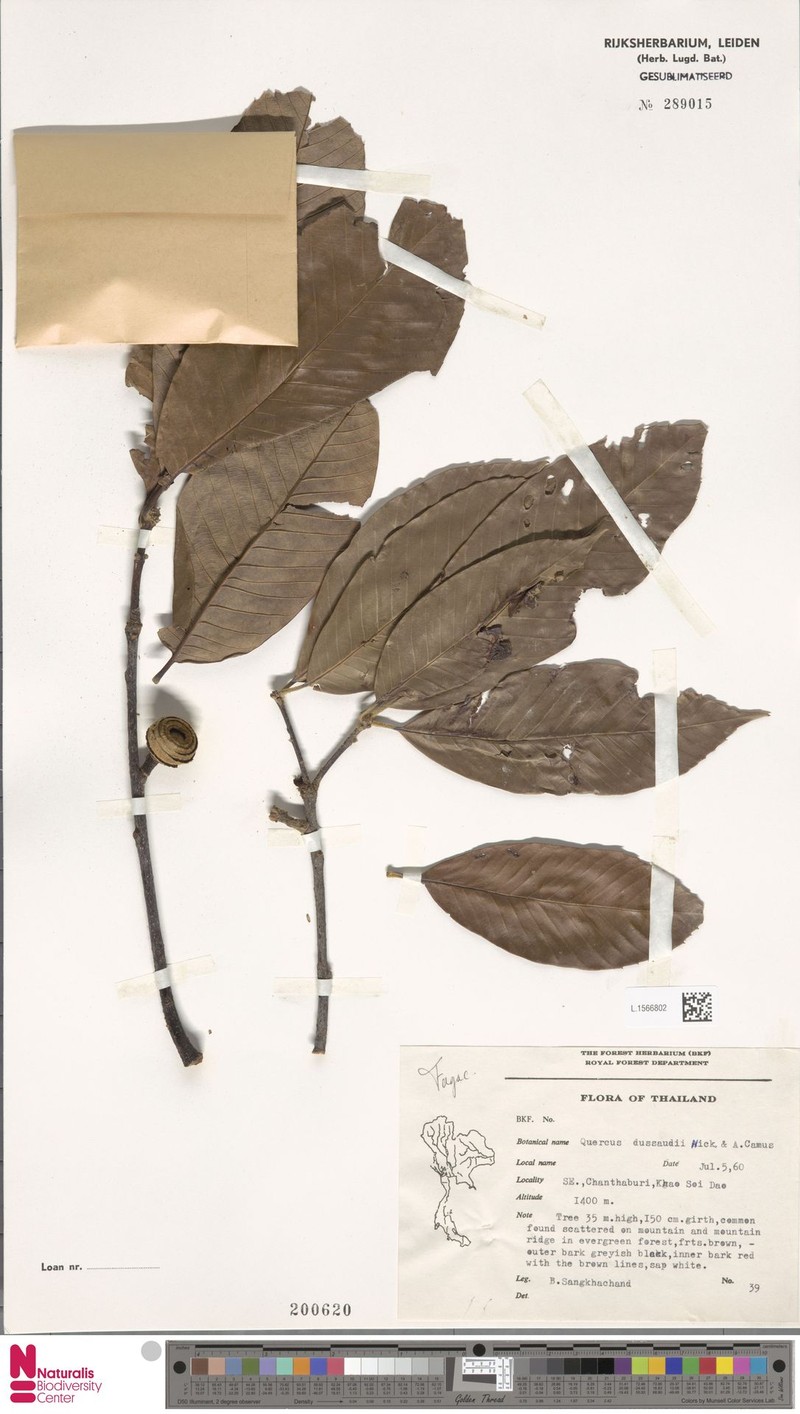 Quercus rex photo 5
