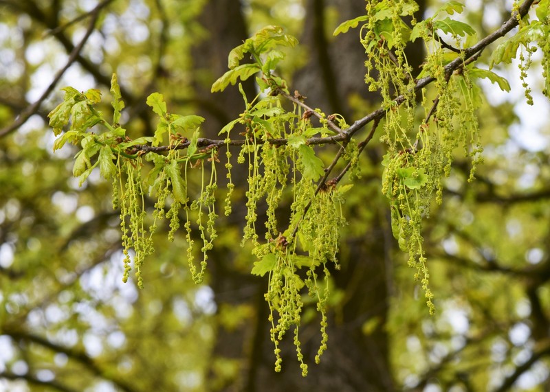 English Oak photo 2