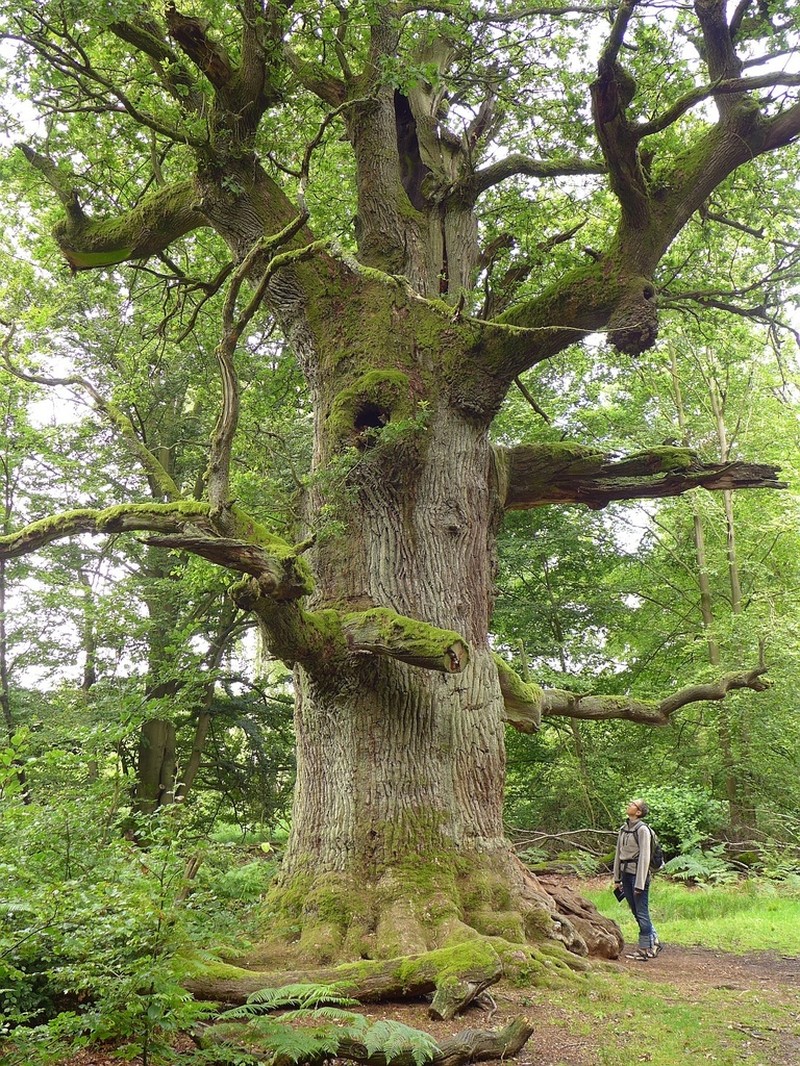 English Oak photo 4