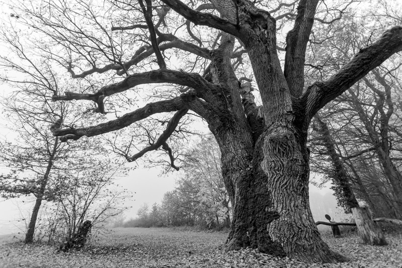 English Oak photo 5