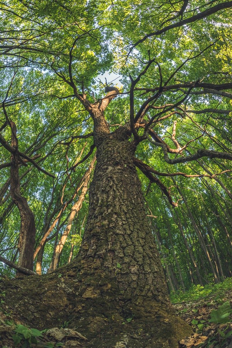 English Oak photo 6