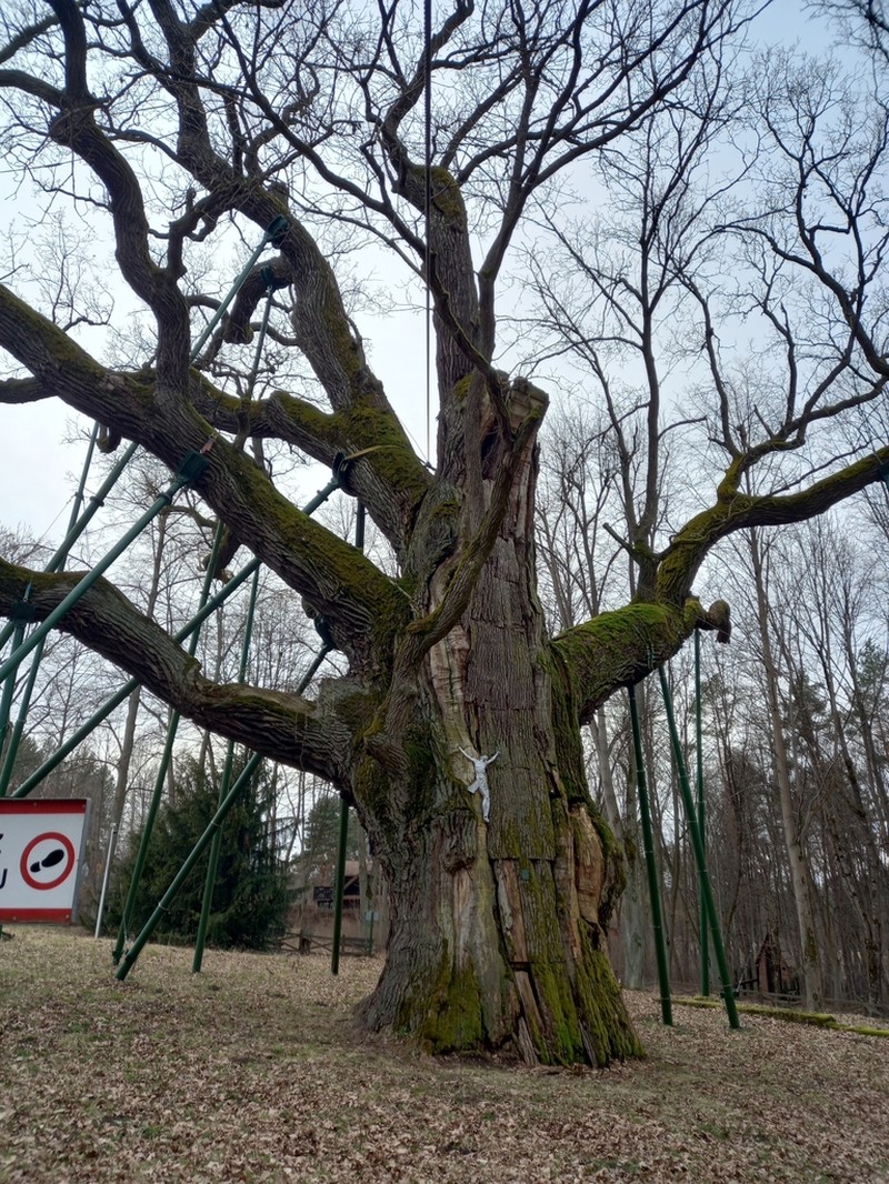 English Oak photo 7