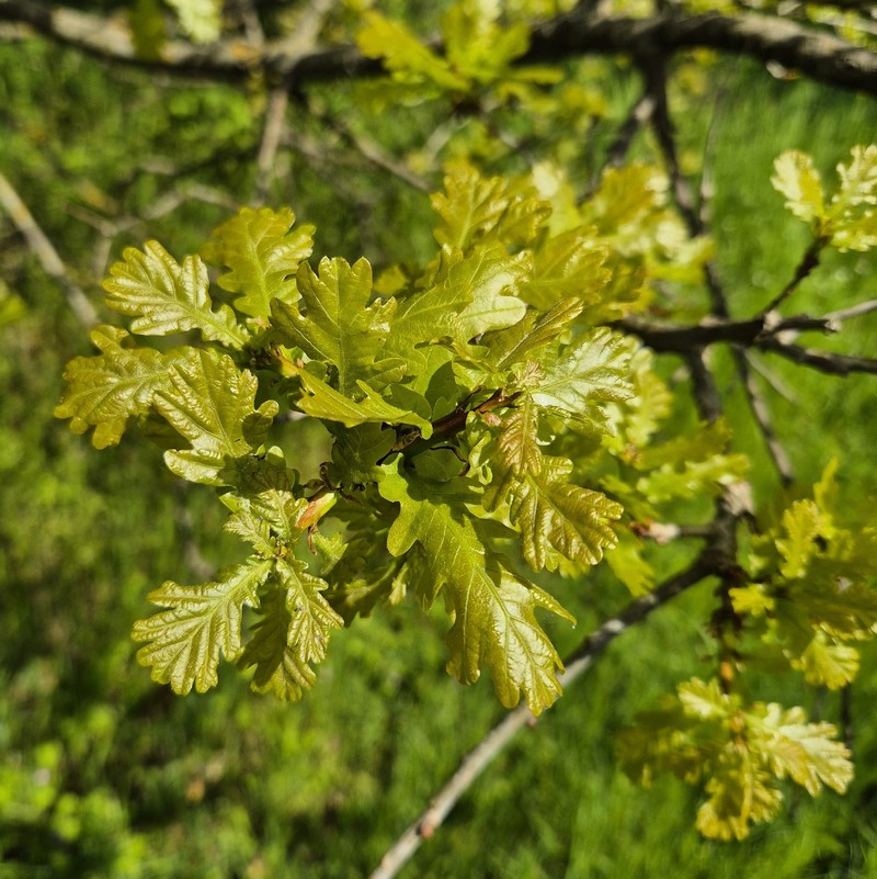 Quercus robur subsp. pedunculiflora