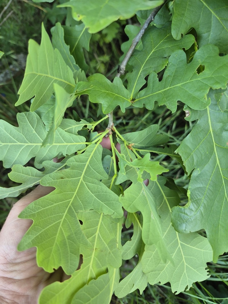 Quercus robur subsp. pedunculiflora photo 2