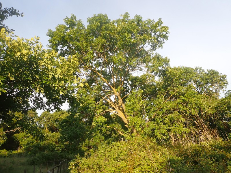 Quercus robur subsp. pedunculiflora photo 3