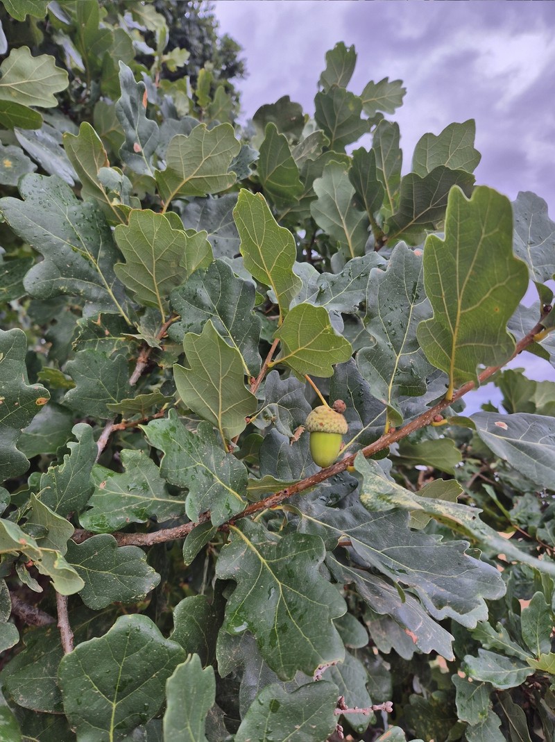 Quercus robur subsp. pedunculiflora photo 4
