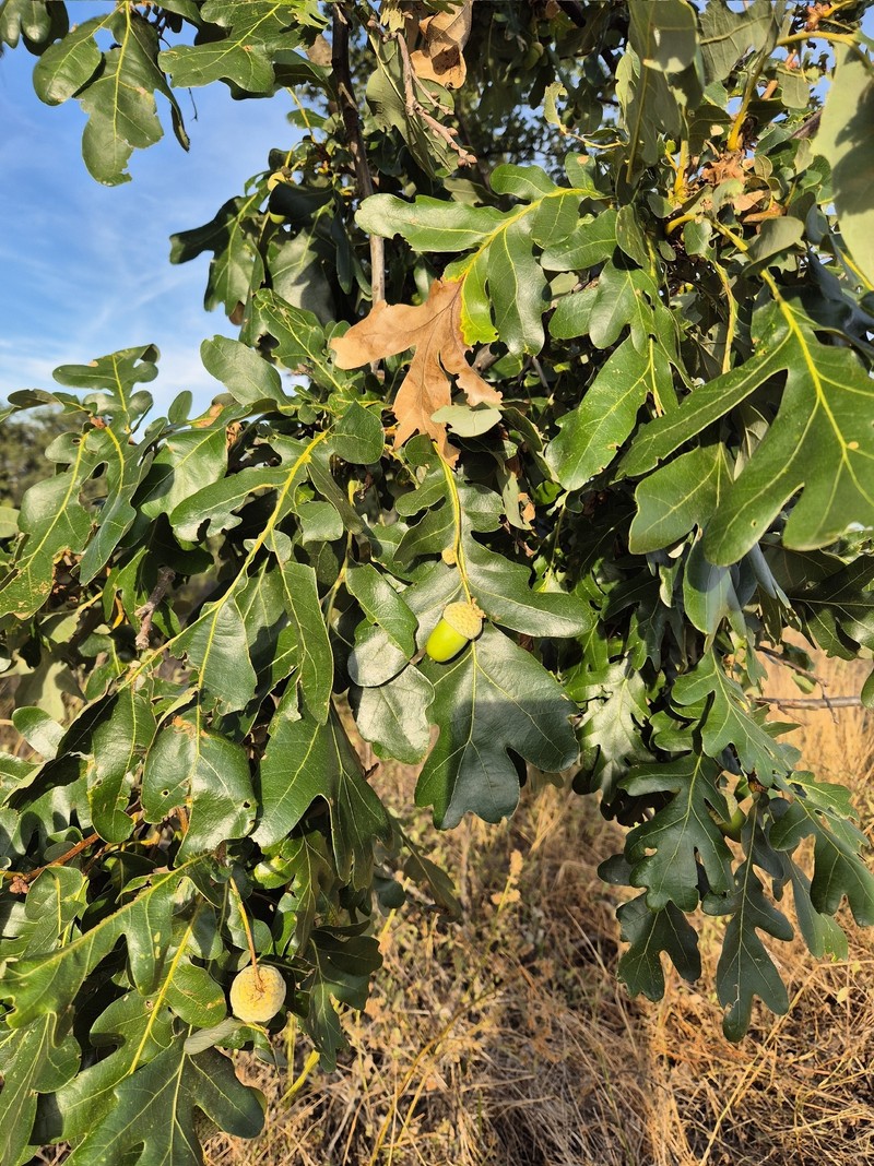 Quercus robur subsp. pedunculiflora photo 5