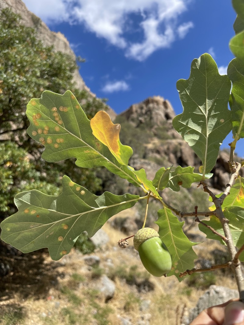Quercus robur subsp. pedunculiflora photo 6