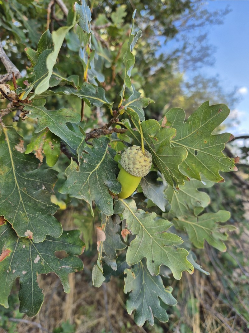Quercus robur subsp. pedunculiflora photo 7