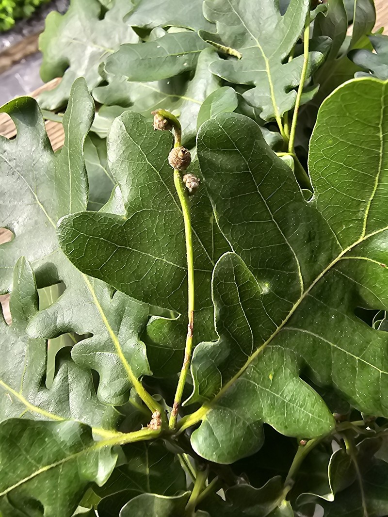 Quercus robur subsp. pedunculiflora photo 8