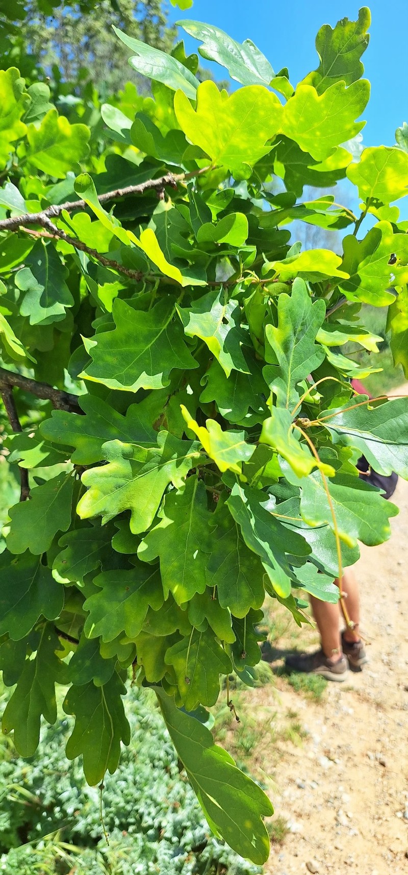 Quercus robur subsp. robur