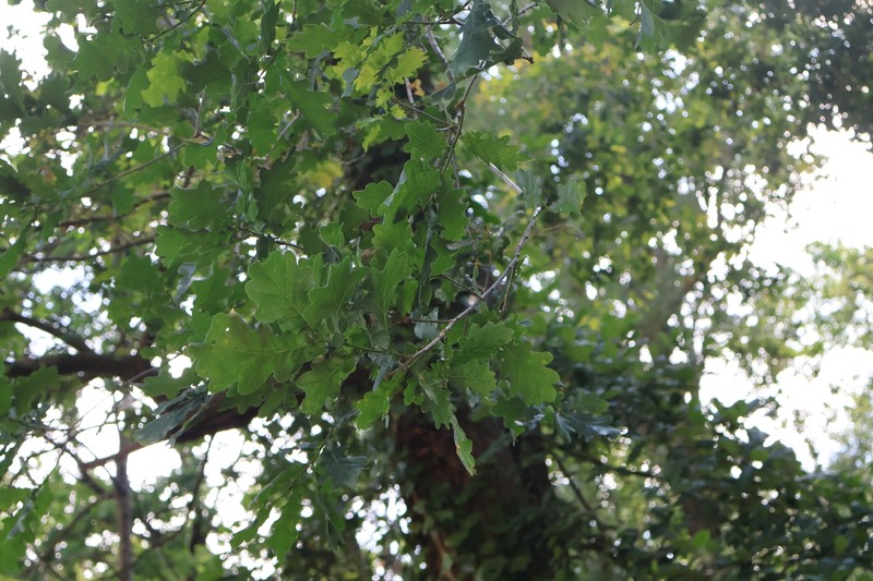 Quercus robur subsp. robur photo 2