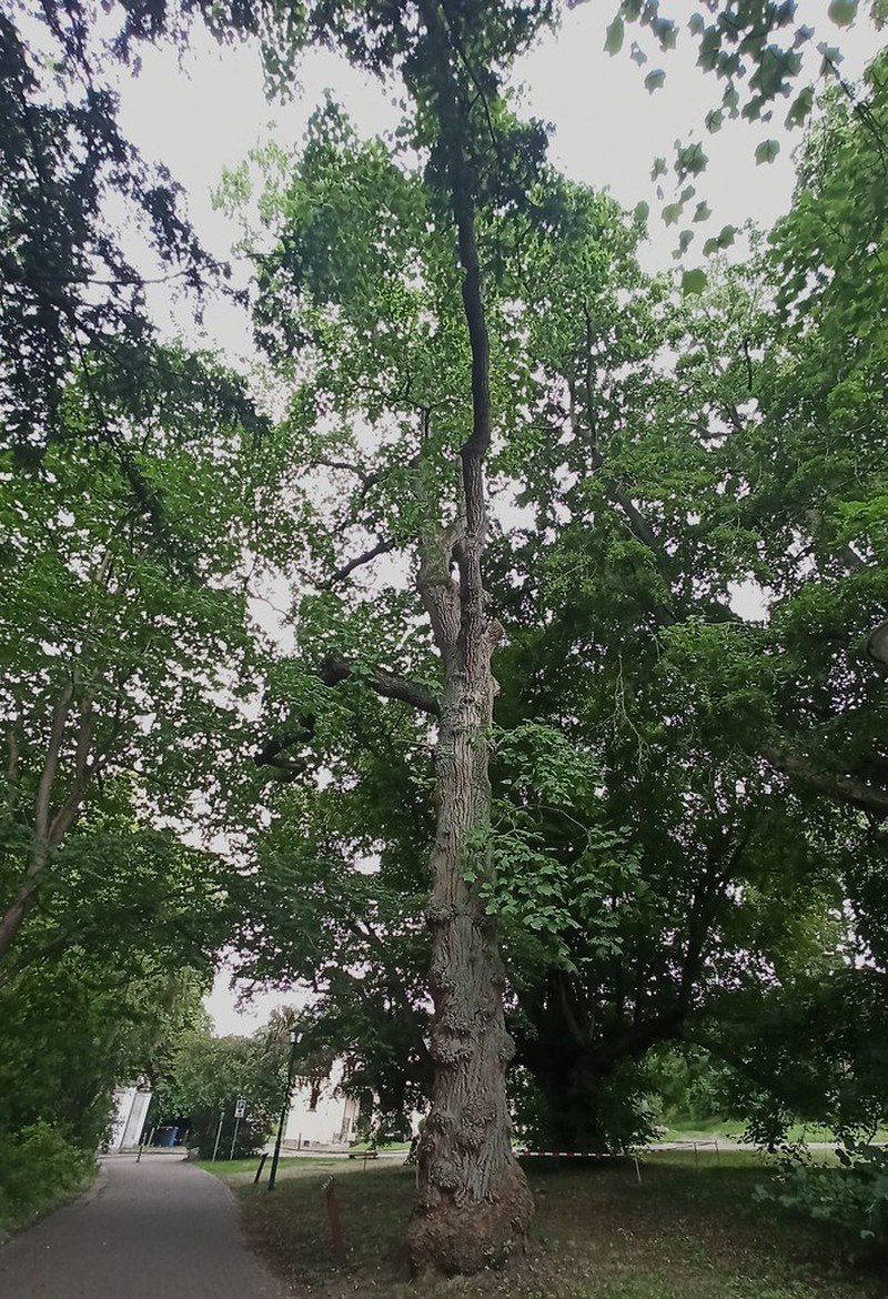 Quercus robur subsp. robur photo 3