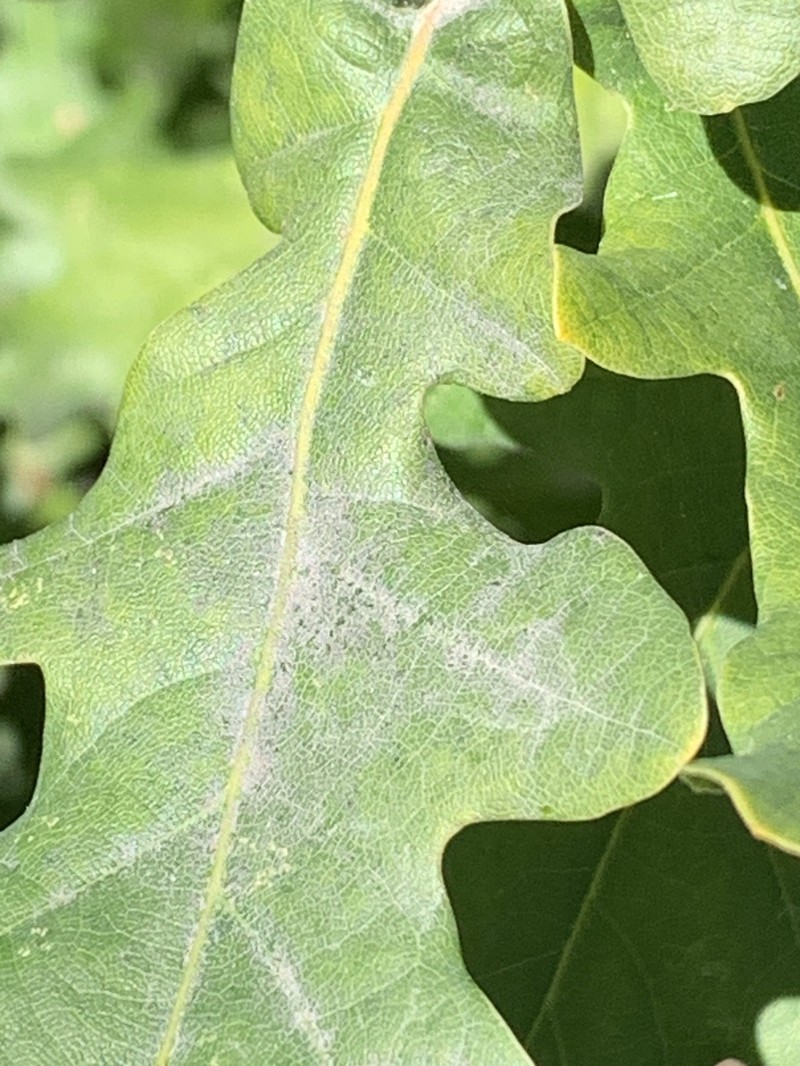Quercus robur subsp. robur photo 4