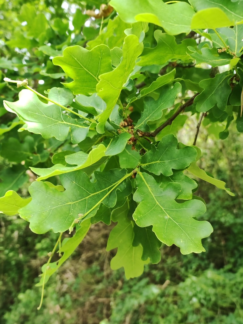 Quercus robur subsp. robur photo 5