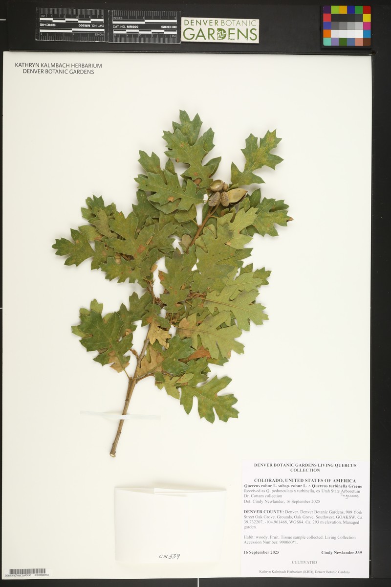 Quercus robur subsp. robur photo 6