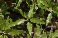 Robust Oak
