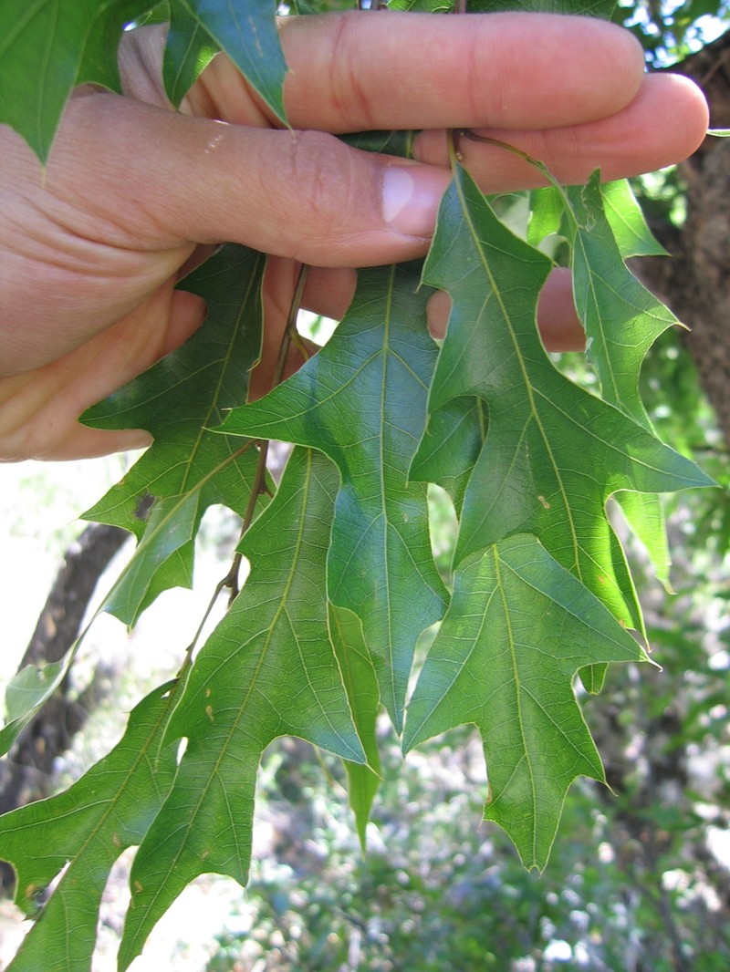 Robust Oak photo 2
