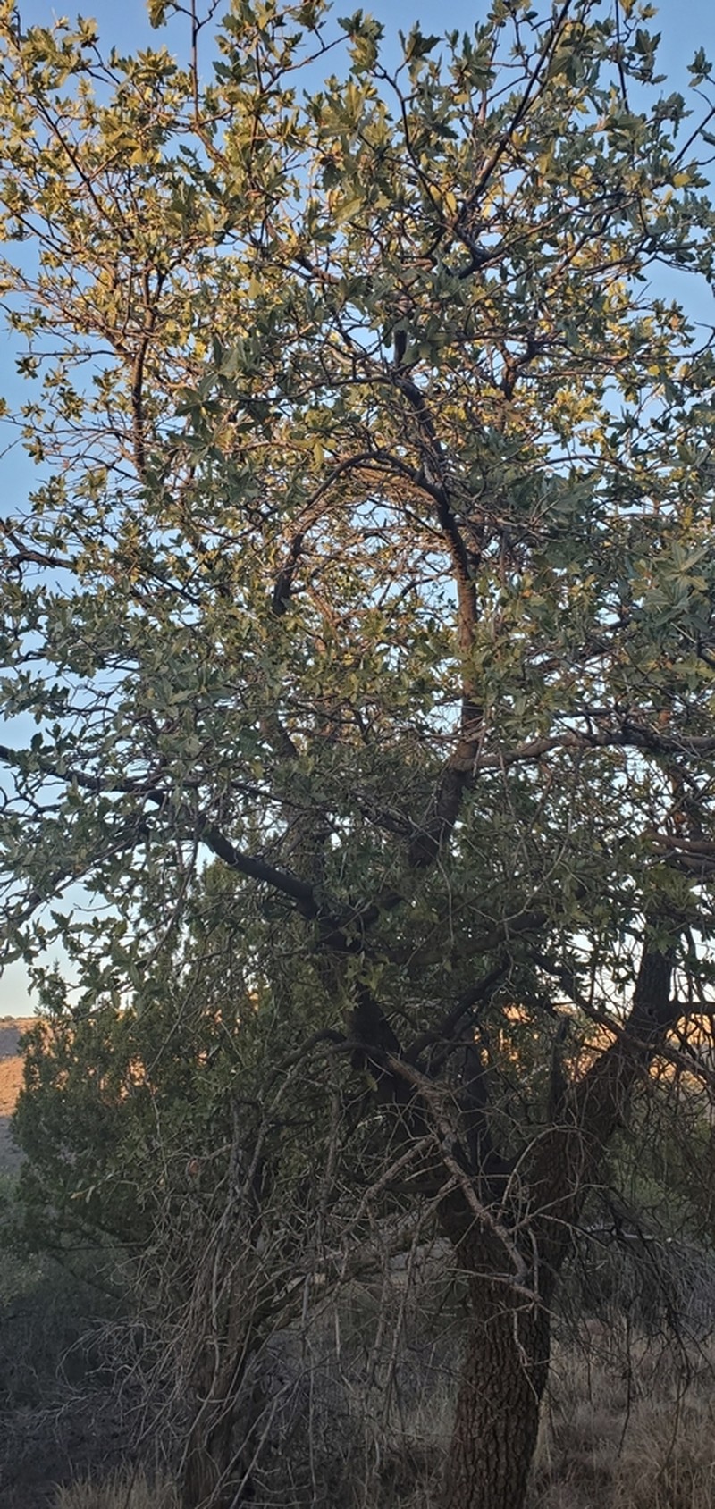 Robust Oak photo 3