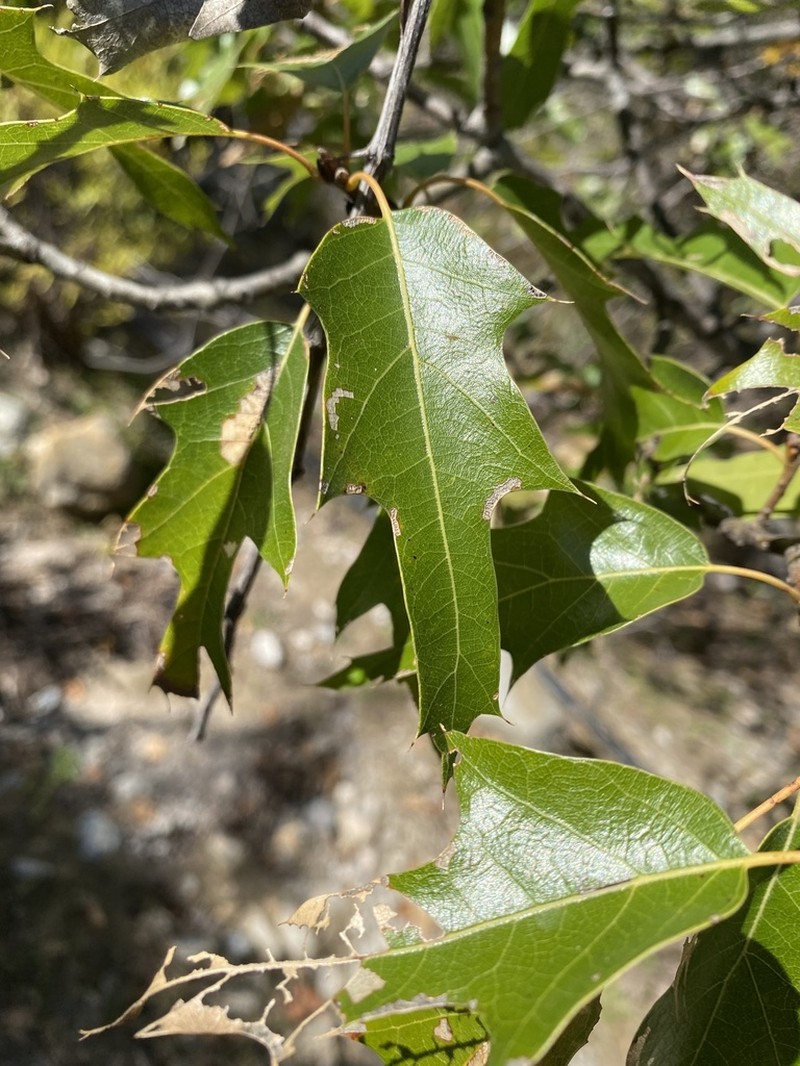 Robust Oak photo 4