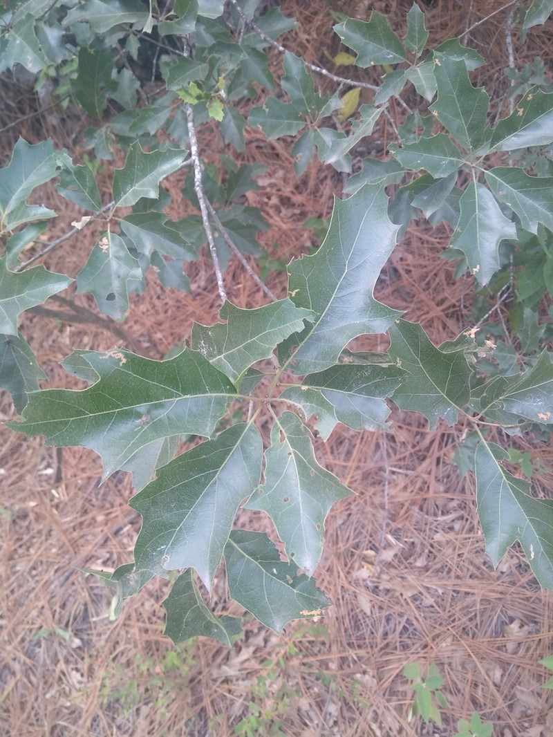 Robust Oak photo 5