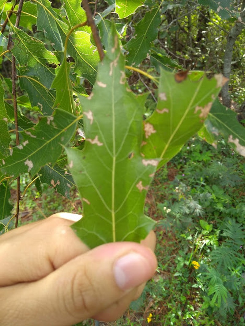 Robust Oak photo 6