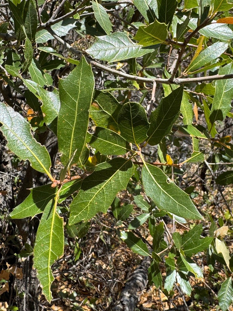 Robust Oak photo 7