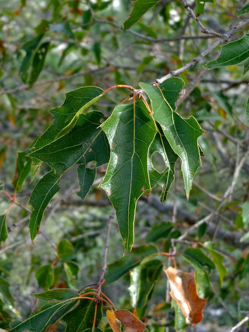 Robust Oak photo 8