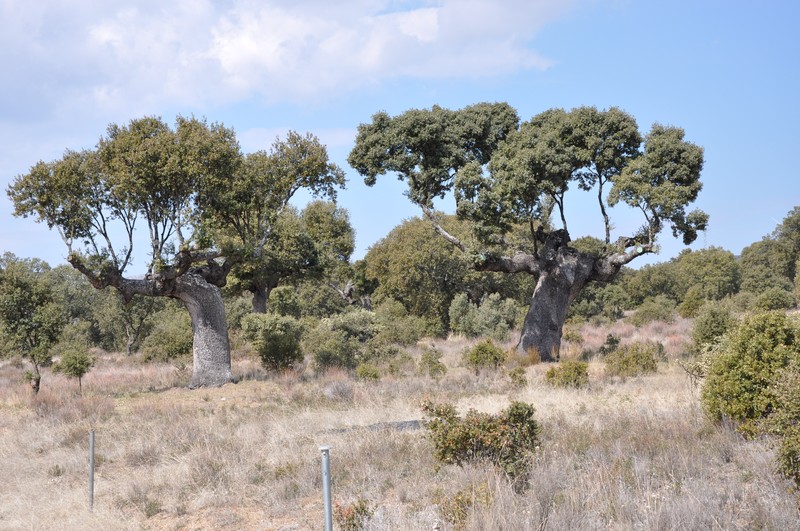 Quercus rotundifolia photo 2