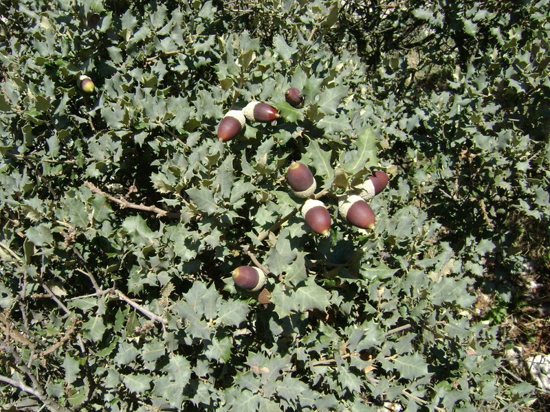 Quercus rotundifolia photo 3