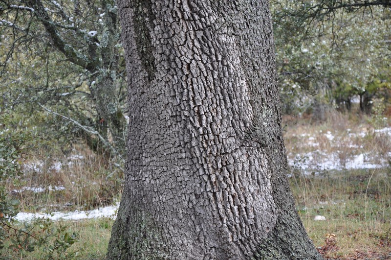 Quercus rotundifolia photo 4