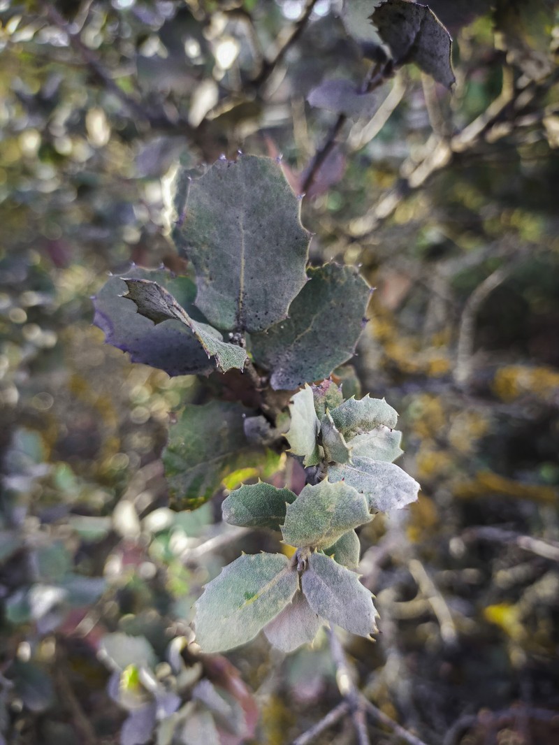 Quercus rotundifolia photo 5
