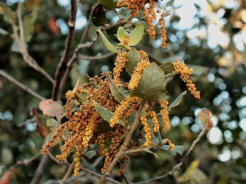 Quercus rotundifolia photo 6