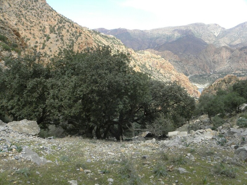 Quercus rotundifolia photo 7