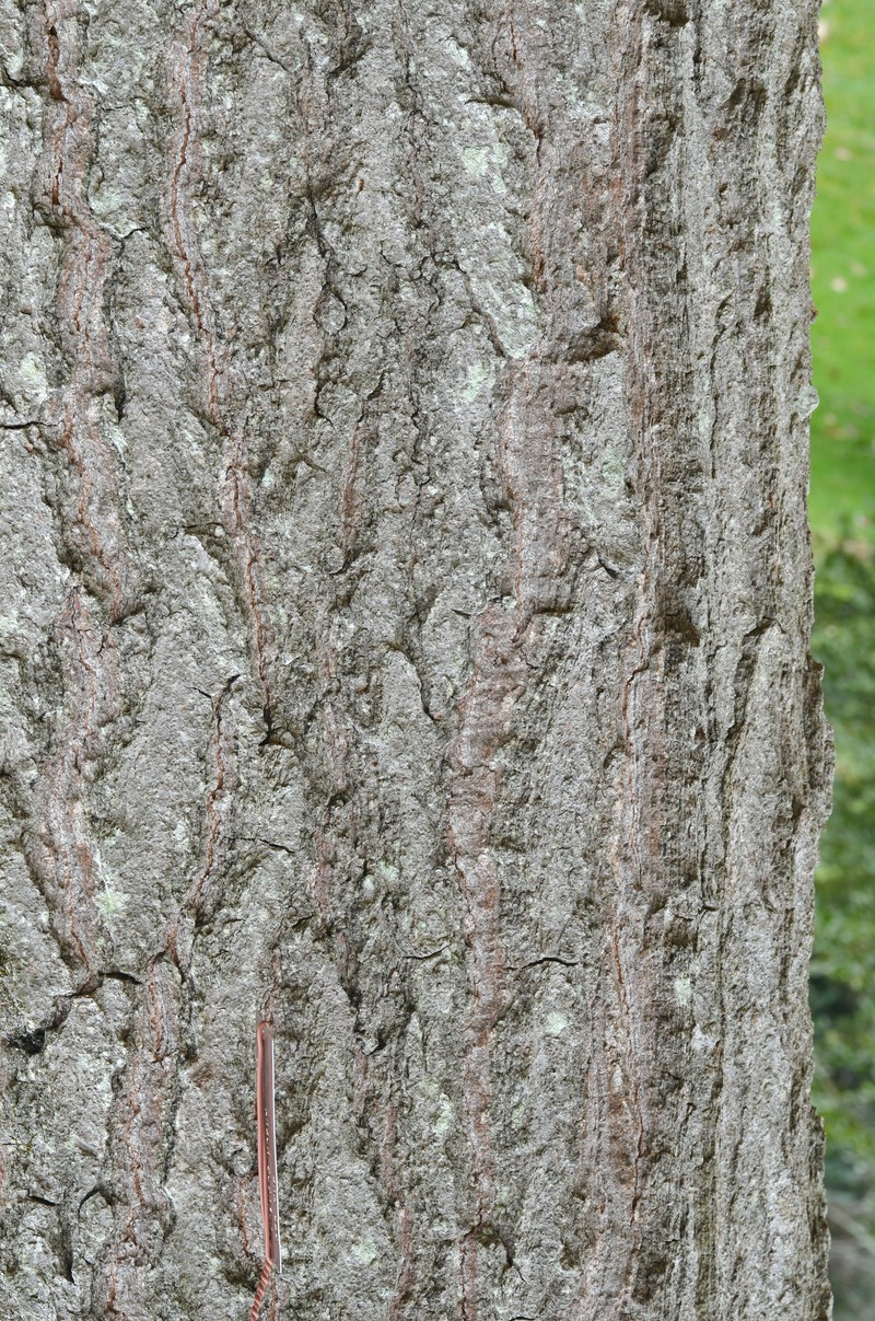 Northern Red Oak photo 3