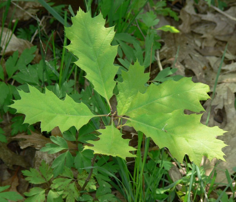 Northern Red Oak photo 4