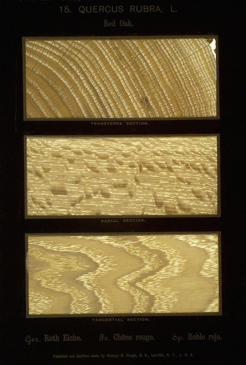 Northern Red Oak photo 7