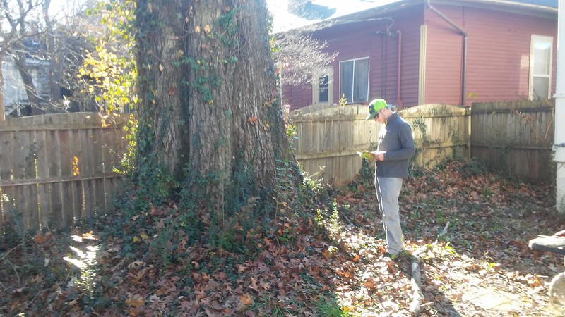 Northern Red Oak photo 8